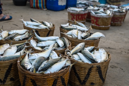 Baskets full of dead Indian mackerel fish on sale at Malvan fish market on beach in Malvan, Maharashtra, India, 2022