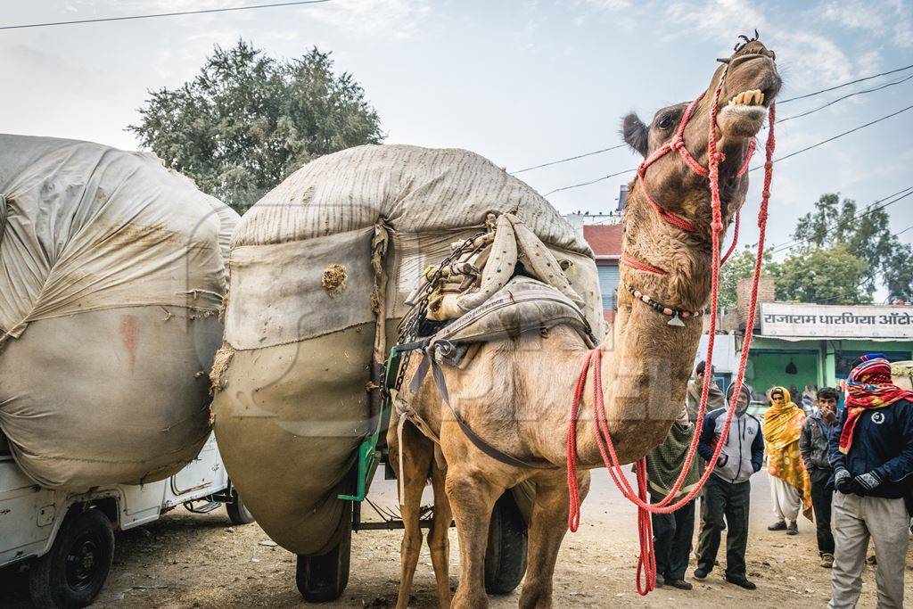 Working camel overloaded with large load on cart and men in Bikaner in Rajasthan