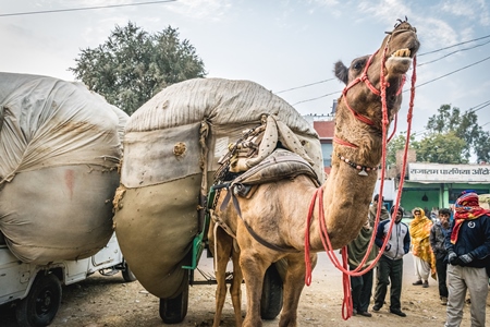 Working camel overloaded with large load on cart and men in Bikaner in Rajasthan