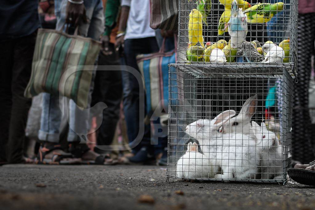 Baby white rabbits in cages on sale as pets at Galiff Street pet market, Kolkata, India, 2022
