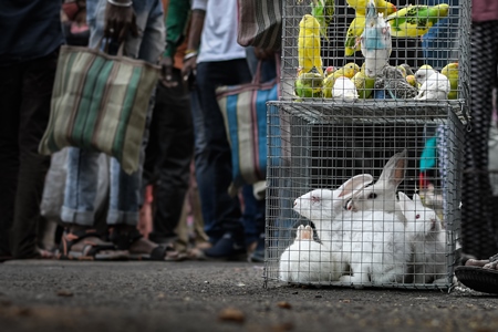 Baby white rabbits in cages on sale as pets at Galiff Street pet market, Kolkata, India, 2022