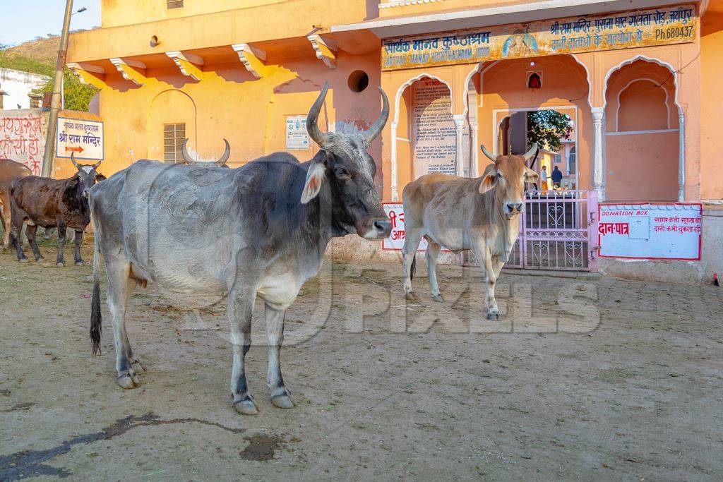 Indian street cows and bullocks on the road in an urban city in Rajasthan in India