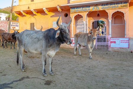 Indian street cows and bullocks on the road in an urban city in Rajasthan in India