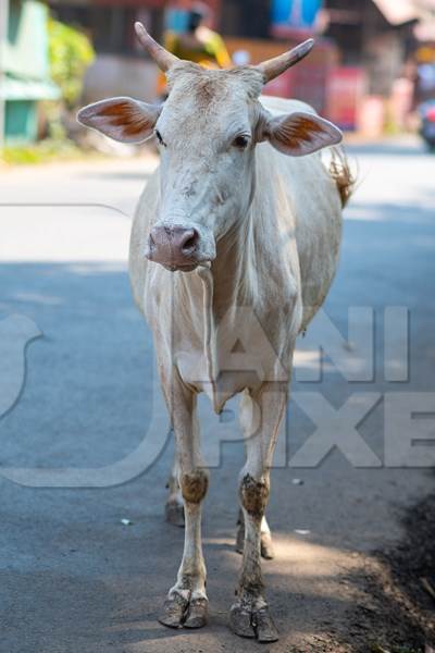 Indian street cows in the road in the village of Malvan, Maharashtra, India, 2022