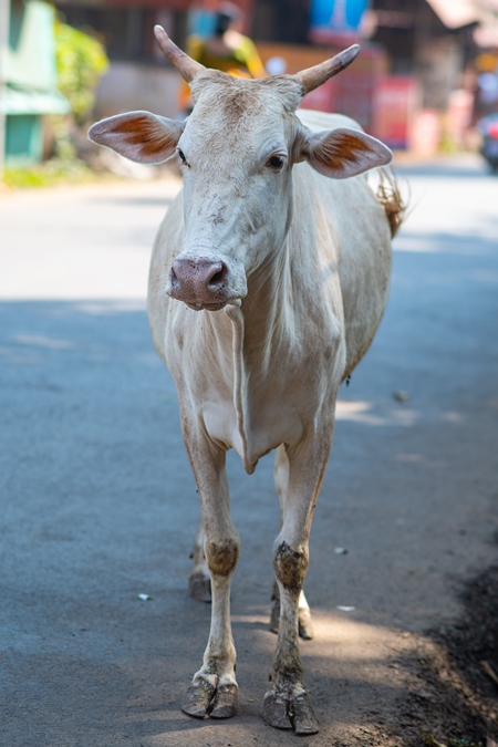 Indian street cows in the road in the village of Malvan, Maharashtra, India, 2022