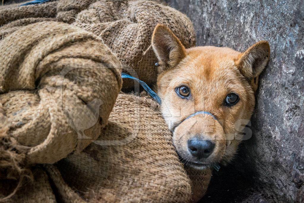 Dogs tied up in sacks waiting to be butchered and sold as meat at a dog market