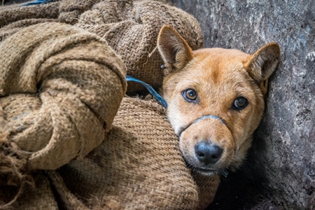 Dogs tied up in sacks waiting to be butchered and sold as meat at a dog market