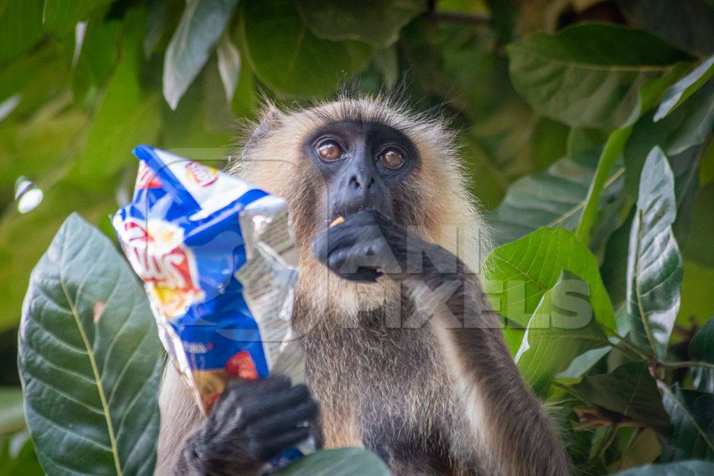 Wild Indian gray langur monkey sitting in tree eating from packed of human junk food snack in Ranthambore national park in Rajasthan, India