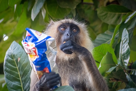 Wild Indian gray langur monkey sitting in tree eating from packed of human junk food snack in Ranthambore national park in Rajasthan, India