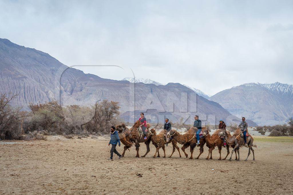 A group of tourists riding bactrian camels used for animal rides at Pangong Lake in Ladakh