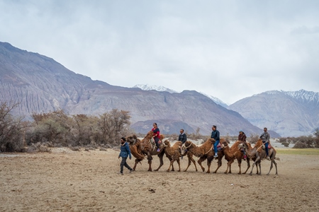 A group of tourists riding bactrian camels used for animal rides at Pangong Lake in Ladakh