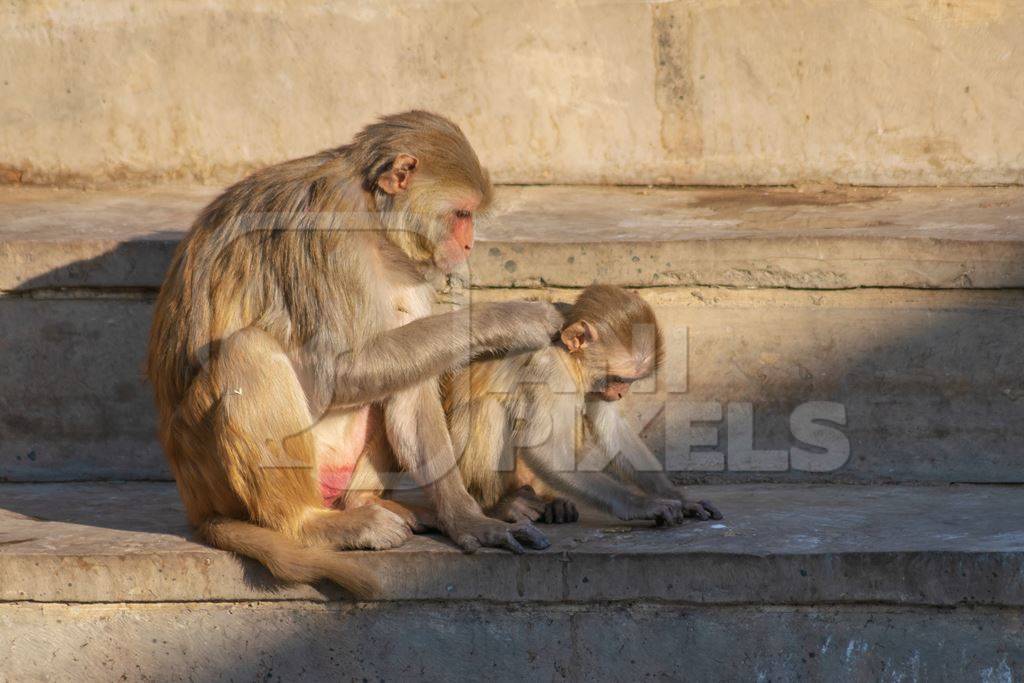 Group of Indian macaque monkeys at Galta Ji monkey temple near Jaipur in Rajasthan in India