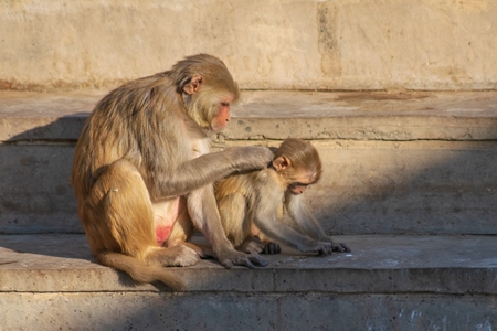 Group of Indian macaque monkeys at Galta Ji monkey temple near Jaipur in Rajasthan in India