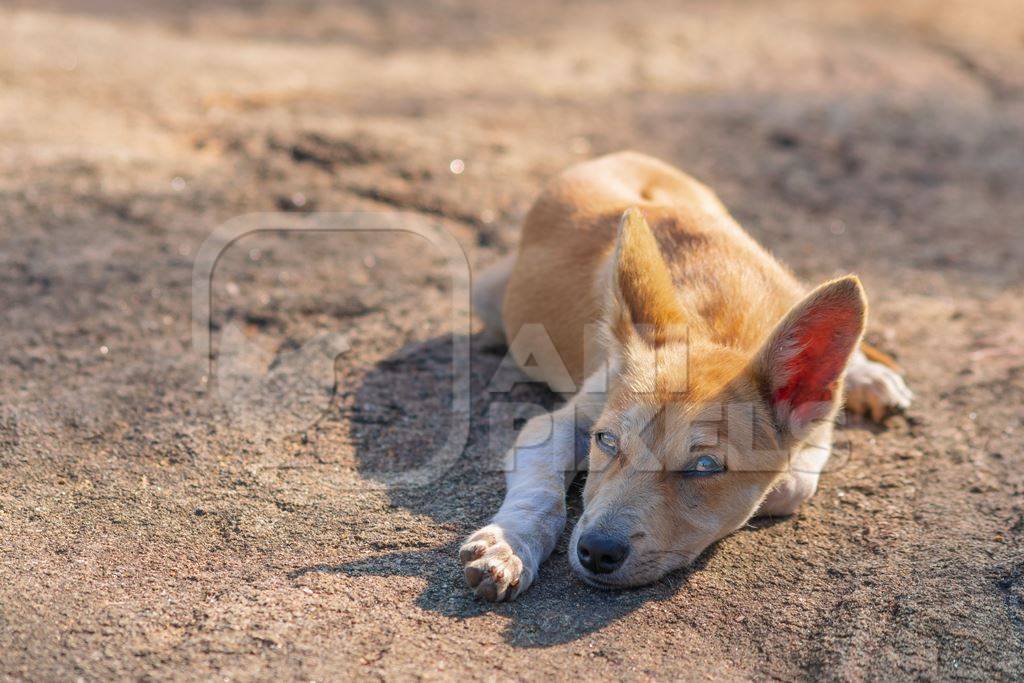 Indian stray or street puppy dog lying on the ground in India