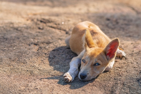 Indian stray or street puppy dog lying on the ground in India