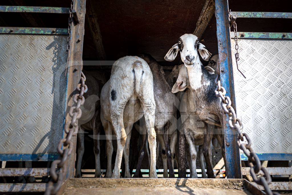 Indian sheep looking out of a packed transport truck at Chakan Goats and Sheep market, Maharashtra, India, 2024