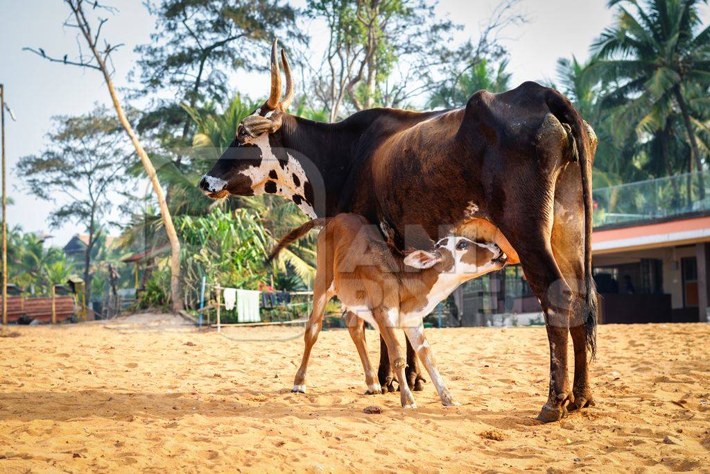 Mother and baby street cows on beach in Goa in India with baby calf suckling milk from mother