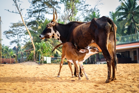 Mother and baby street cows on beach in Goa in India with baby calf suckling milk from mother