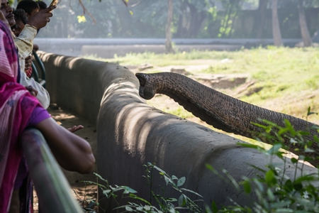 Elephant reaching over wall in Sanjay Gandhi Jaivik Udyan zoo to get food from tourists