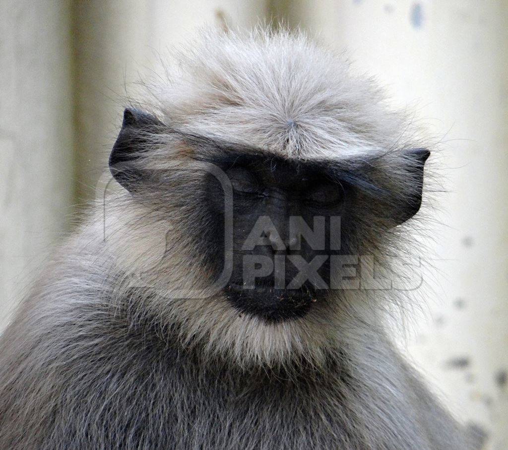 Close up of face of langur with eyes closed