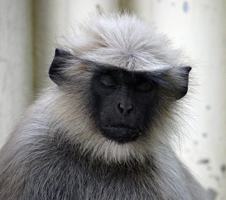 Close up of face of langur with eyes closed