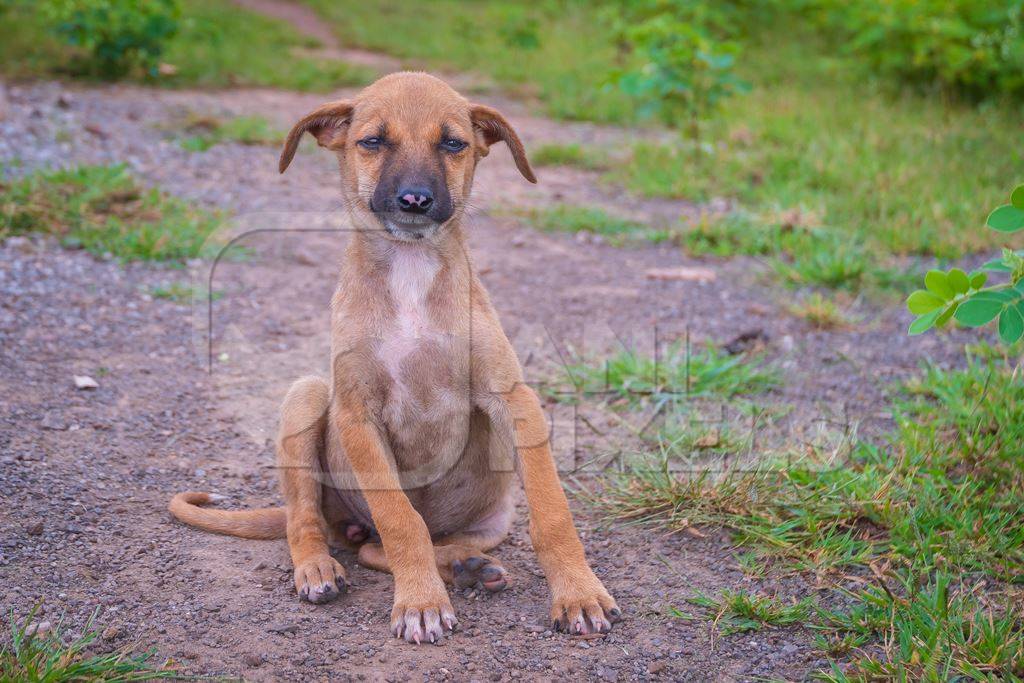 Indian stray or street puppy dogs in urban city in Maharashtra in India