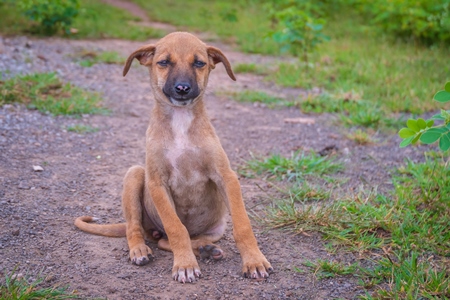 Indian stray or street puppy dogs in urban city in Maharashtra in India