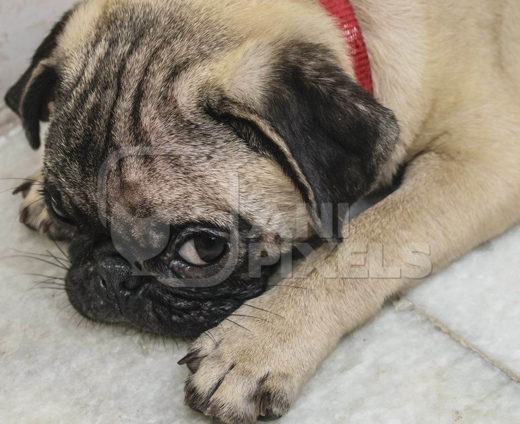 Photo of sad pug pedigree dog puppy as pet