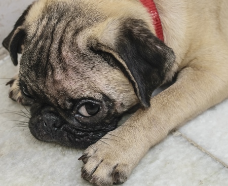 Photo of sad pug pedigree dog puppy as pet