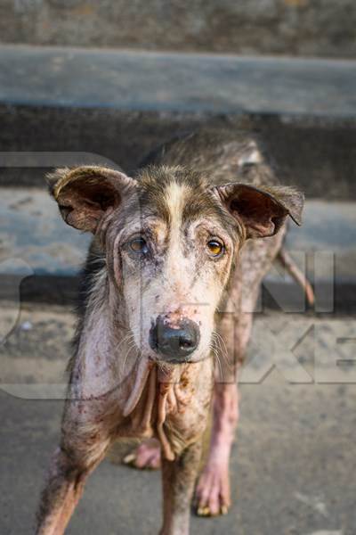 Indian street dog or stray pariah dog with mange or skin disease, Malvan, India, 2022