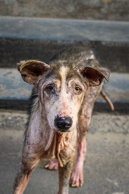 Indian street dog or stray pariah dog with mange or skin disease, Malvan, India, 2022