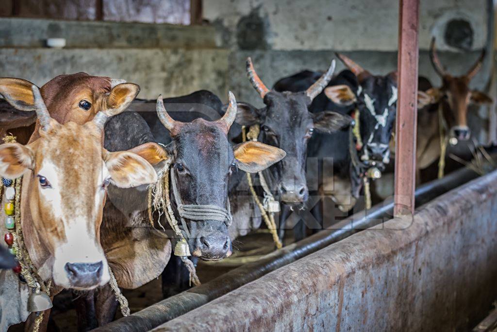 Dairy cows tied up in a barn in a dairy in rural village