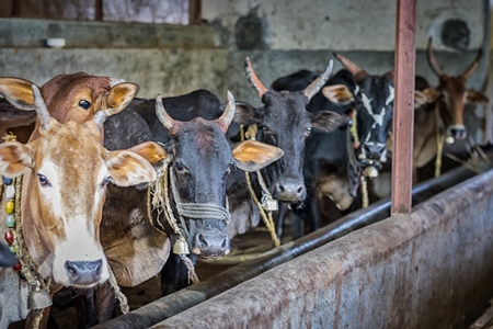 Dairy cows tied up in a barn in a dairy in rural village