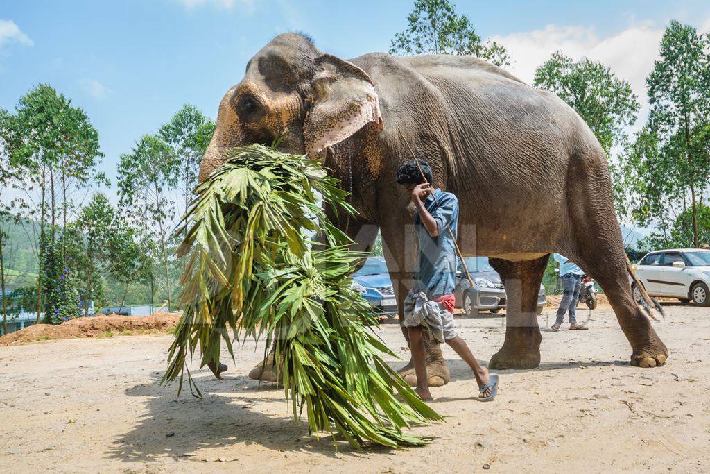 Elephant used for tourist rides in the hills of Munnar in Kerala