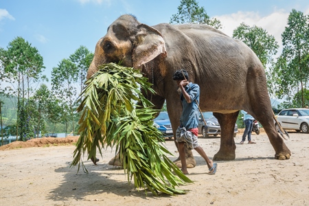 Elephant used for tourist rides in the hills of Munnar in Kerala