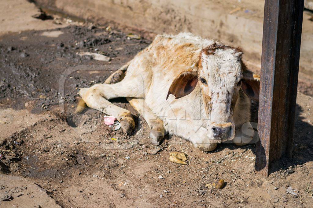 Abandoned calf on street in Bikaner in Rajasthan