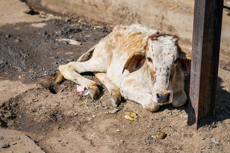 Abandoned calf on street in Bikaner in Rajasthan