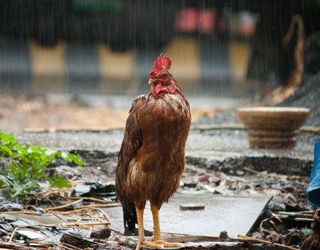 Brown rooster in monsoon rains