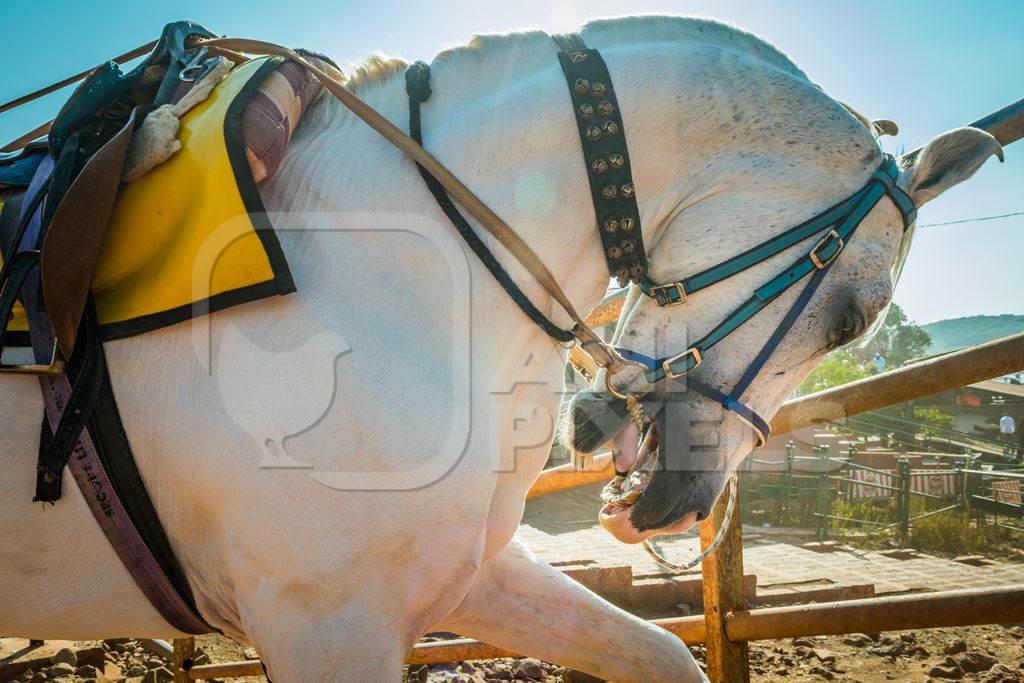 White horse used for tourist horse rides tied up with spiked bit and head in hyperflexion, Maharashtra, India, 2017