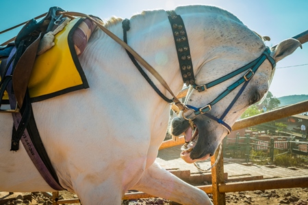 White horse used for tourist horse rides tied up with spiked bit and head in hyperflexion, Maharashtra, India, 2017