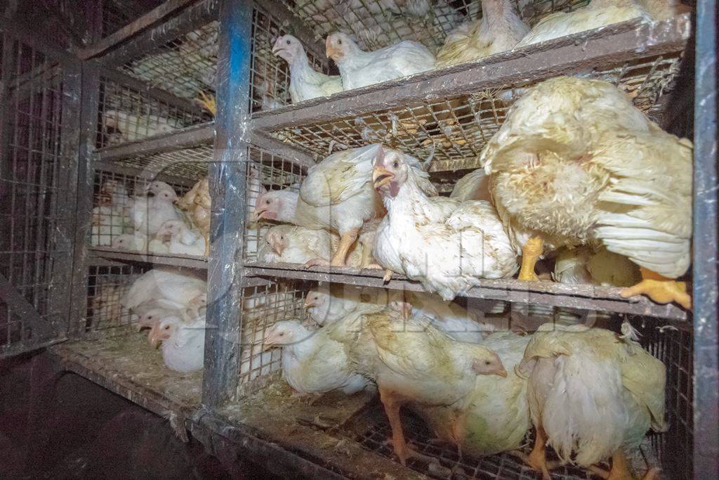 Broiler chickens raised for meat waiting to be unloaded from transport trucks near Crawford meat market in Mumbai