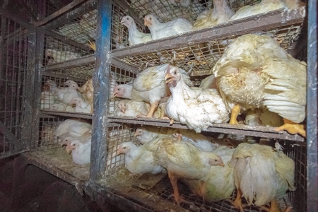 Broiler chickens raised for meat waiting to be unloaded from transport trucks near Crawford meat market in Mumbai