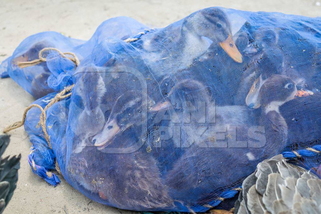 Ducks on sale for meat in a net at an animal market