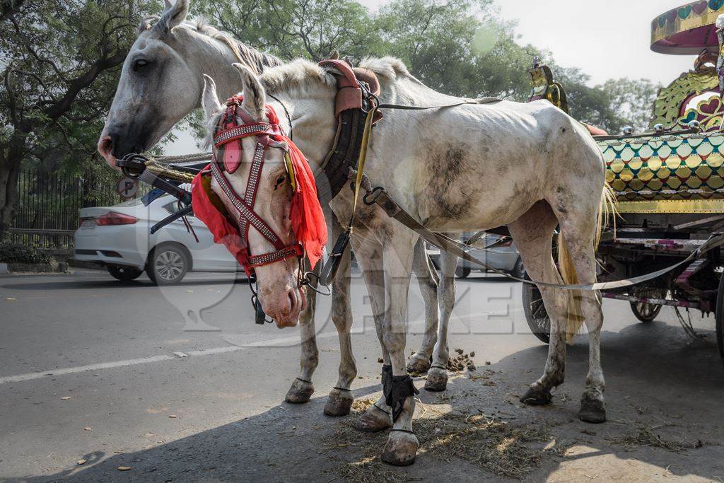 Horses used for horse drawn carriages in front of Victoria memorial, Kolkata, India, 2022