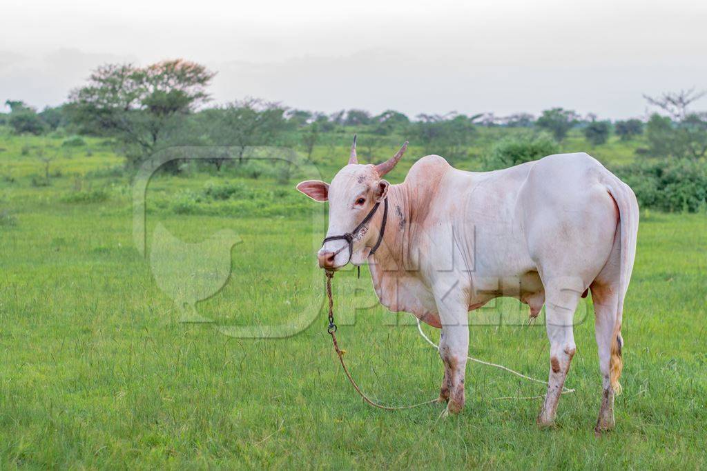 Indian cow or bullock in green field with blue sky background in Maharashtra in India