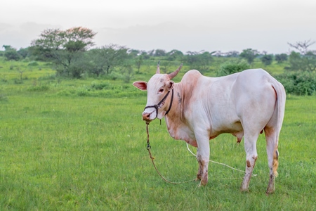 Indian cow or bullock in green field with blue sky background in Maharashtra in India