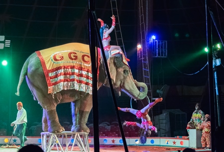 Performing elephant doing tricks with a circus lady at a circus in Mumbai