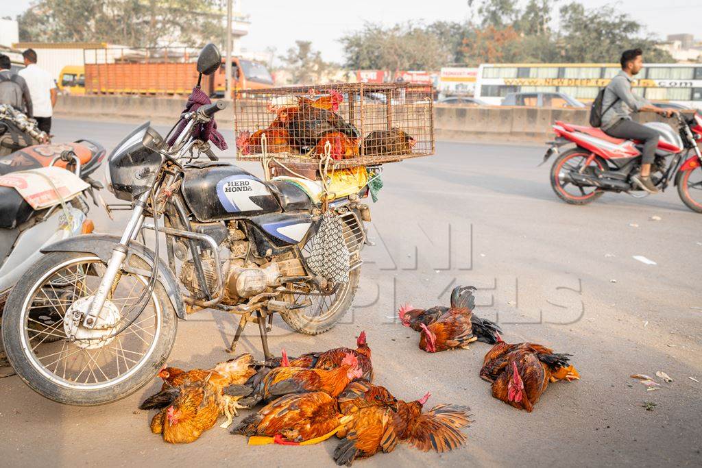 Indian chickens tied together on the pavement for sale at Wagholi bird market, Pune, Maharashtra, India, 2024