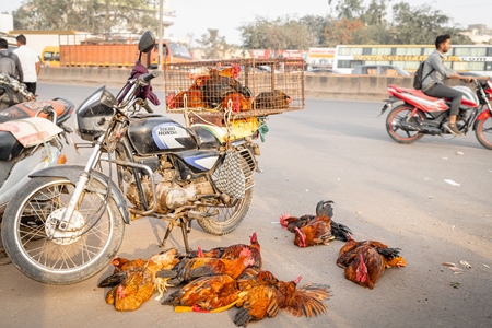 Indian chickens tied together on the pavement for sale at Wagholi bird market, Pune, Maharashtra, India, 2024