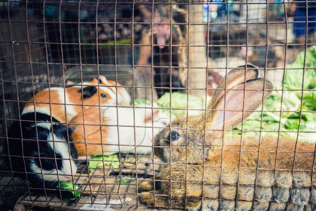 Guinea pigs and a rabbit in a cage on sale at an exotic market